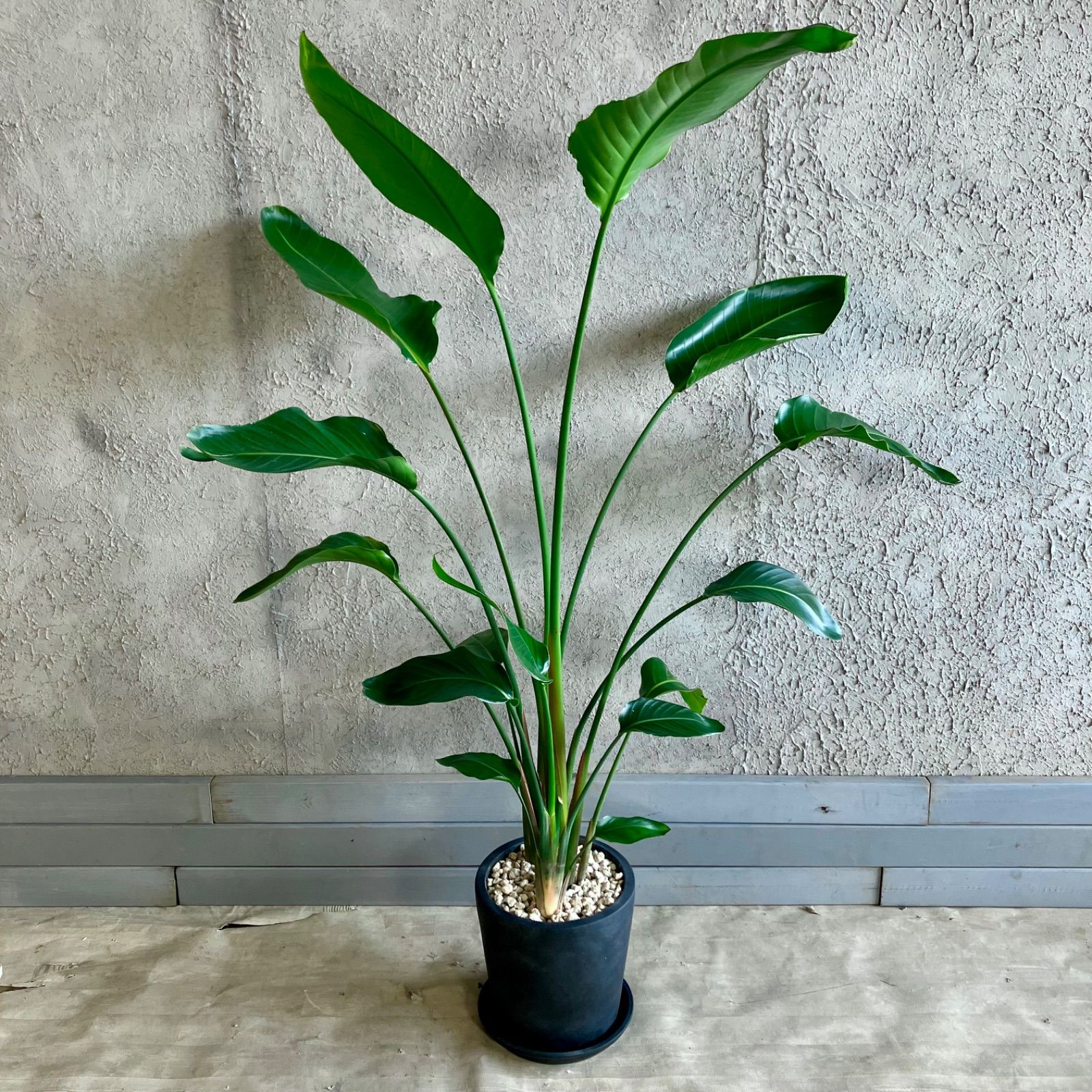大型 美形 ストレリチア オーガスタ 10号 テラコッタ鉢植え 
