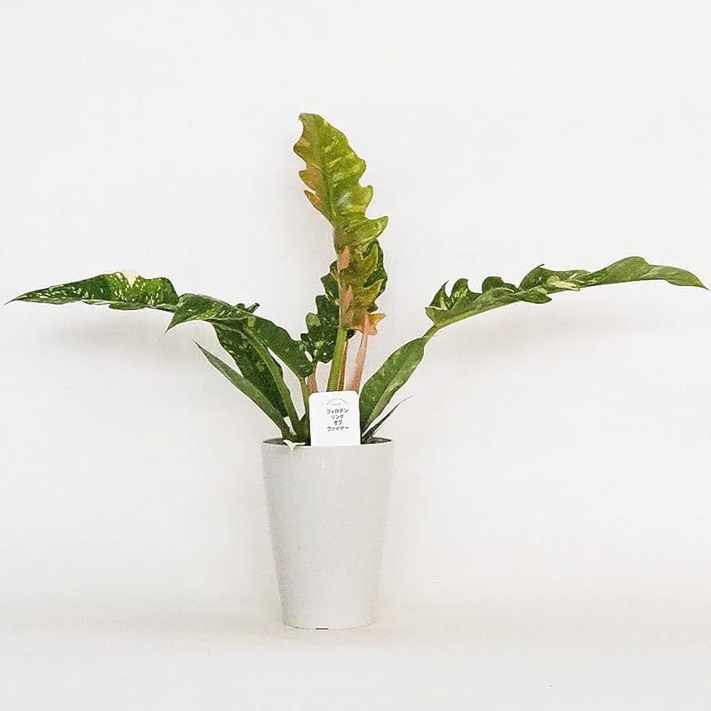 ＩＴＡＮＳＥ フィロデンドロン リングオブファイヤー 4号 3個セット 品種で選べる観葉植物 学名 Philodendron Ring of Fire サトイモ科フィロデンドロン属●ユニークな葉の形状と多彩な色彩が特徴の品種 葉は細長く 深い切れ込み