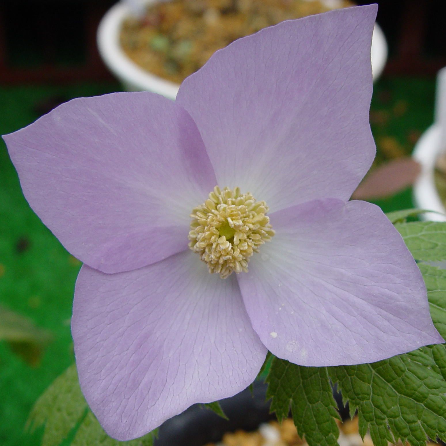 山野草 シロバナシラネアオイN03大小14芽花8芽