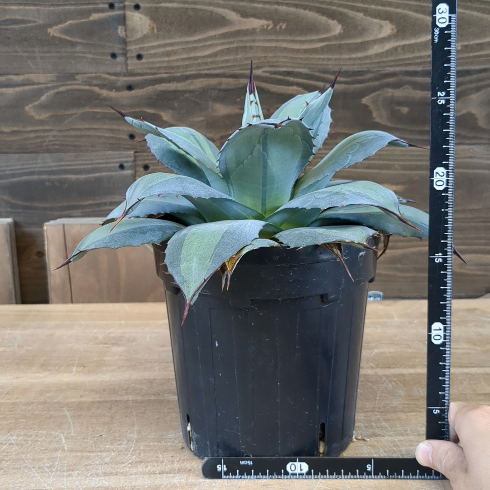 アガベ パリー 【 吉祥天錦 】早いもの勝ち 鉢のまま発送 - メルカリ