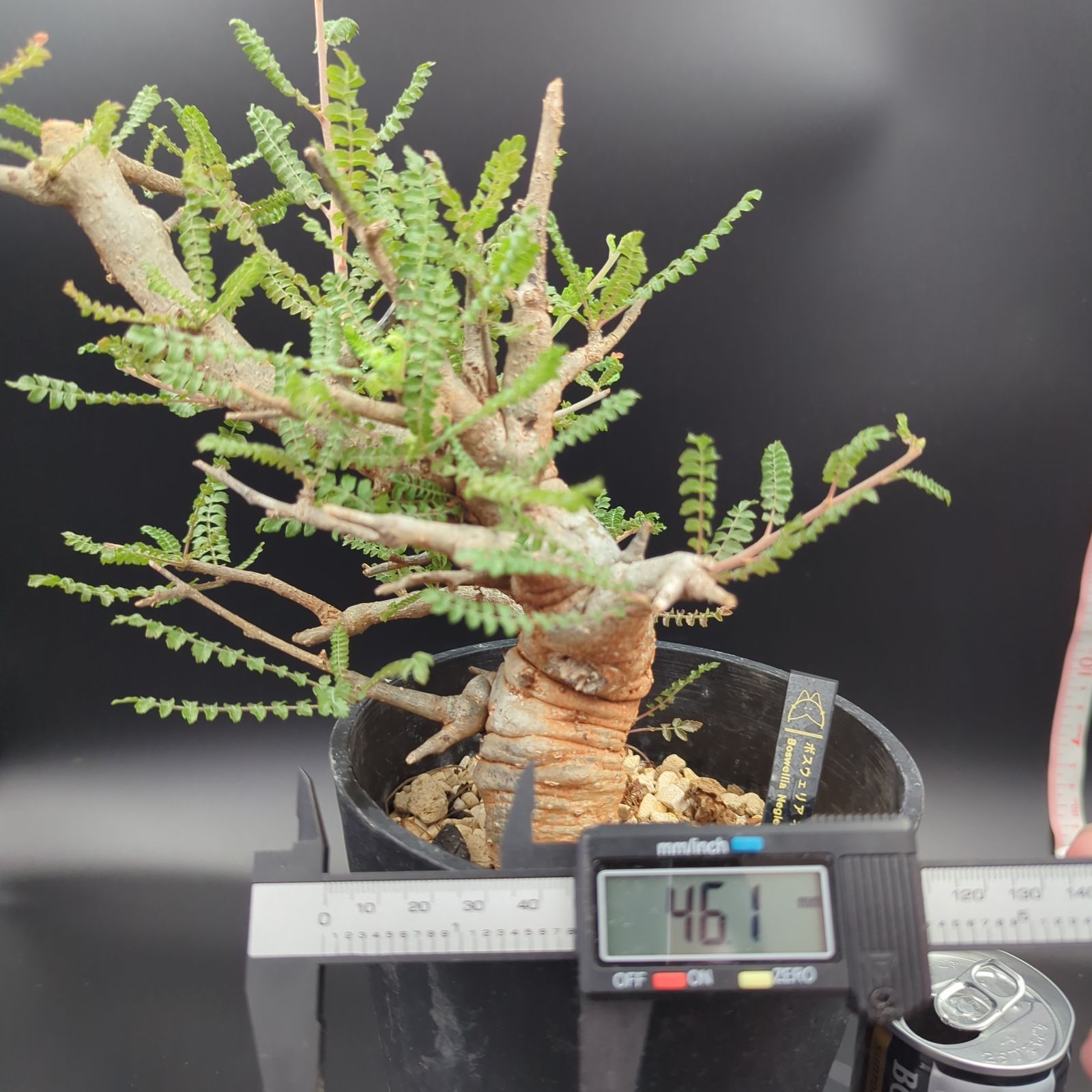 ボスウェリア・ネグレクタ (Boswellia neglecta) 発根済・現地球 