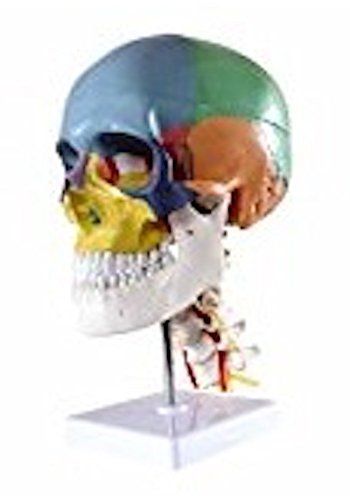 【中古】頭蓋骨模型 【実物大】 【配色】 【4分解】 - 3565