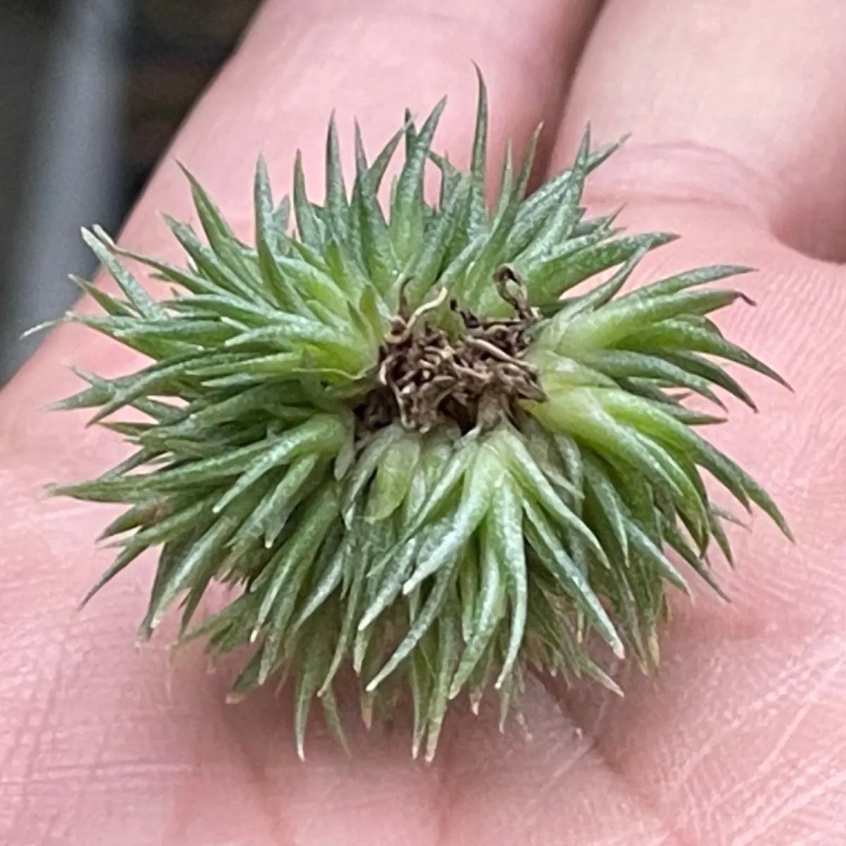 密です＊チランジア アエラントス テディベア Tillandsia aeranthos