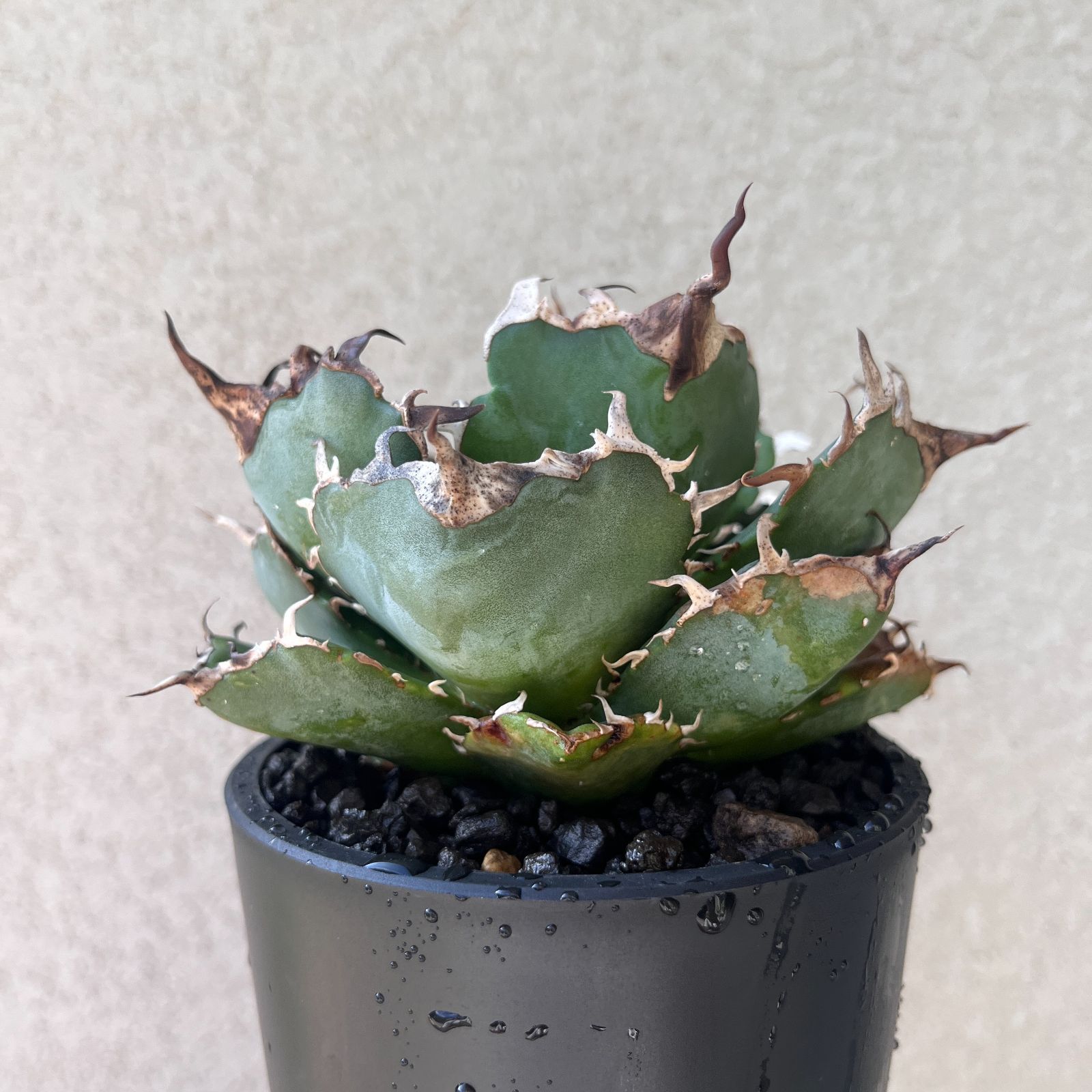 アガベ・白鯨｜Agave titanota 'Hakugei' 現物株138 アガベ