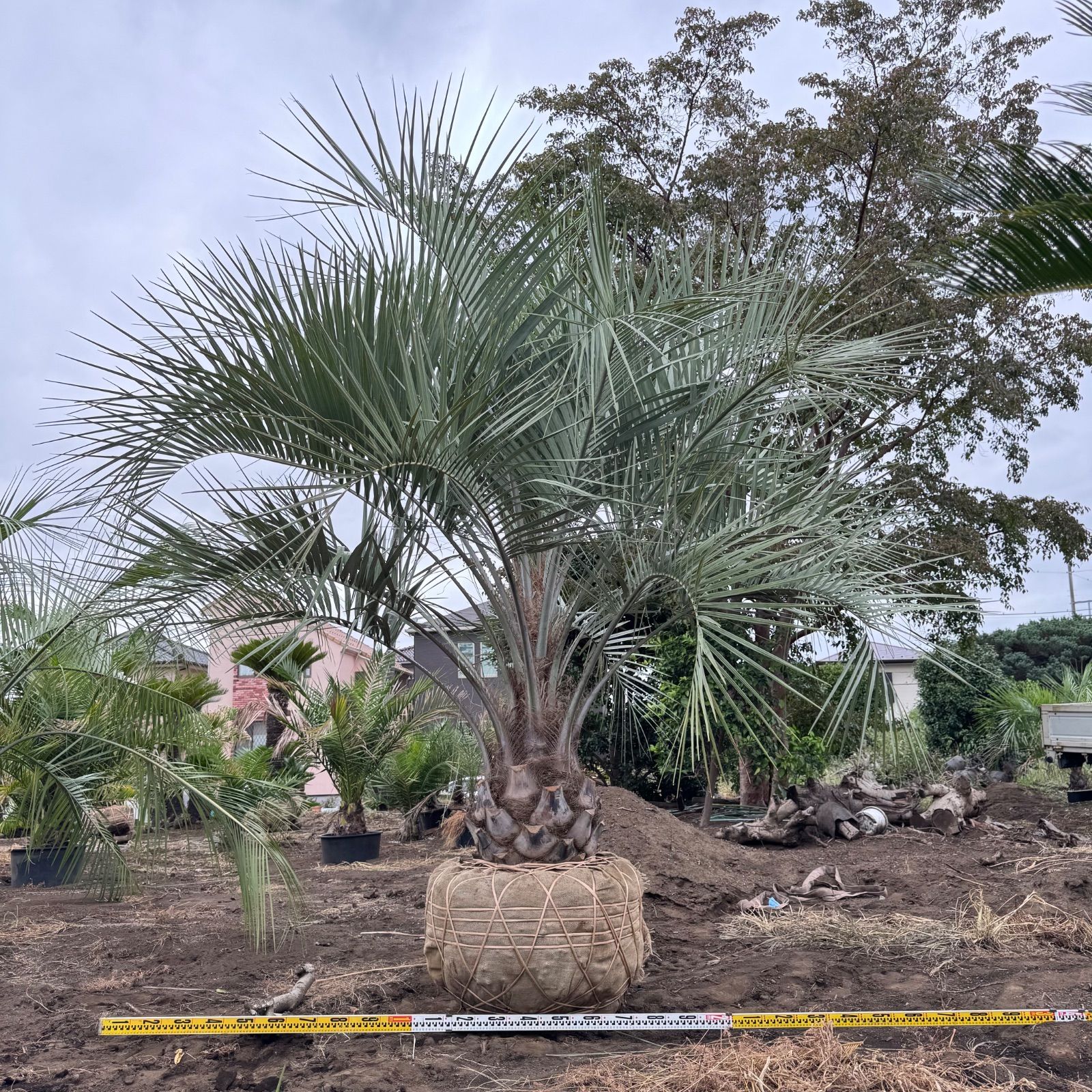 ココスヤシ3m 極太幹】3m ココスヤシ - メルカリ