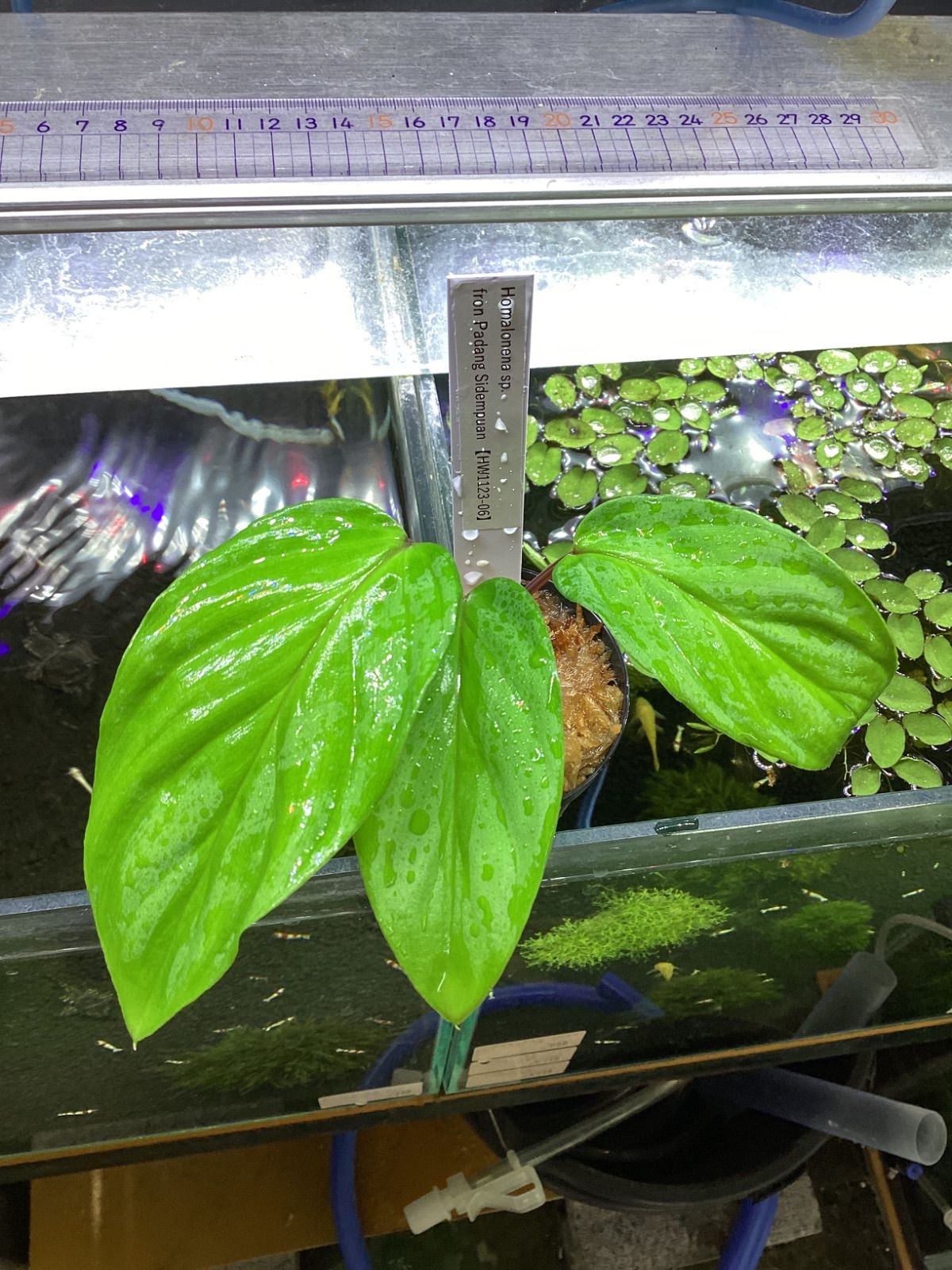 被り無し】ポケカ引退品まとめ売り AR 色違い マスボかがやく140枚140種