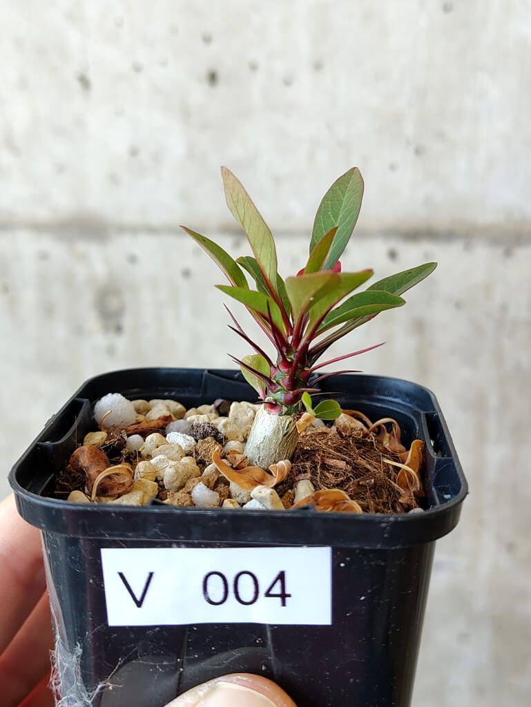 インテリア照明 PARAISO パライソ お酒 ステンドグラス ネオン管 インテリア照明 PARAISO パライソ お酒 ステンドグラス ネオン管