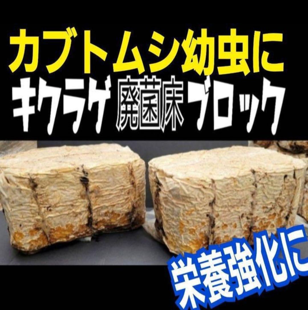 割れてるから安い！オオヒラタケ菌床ブロック カブトムシ幼虫の栄養強化に！マットに