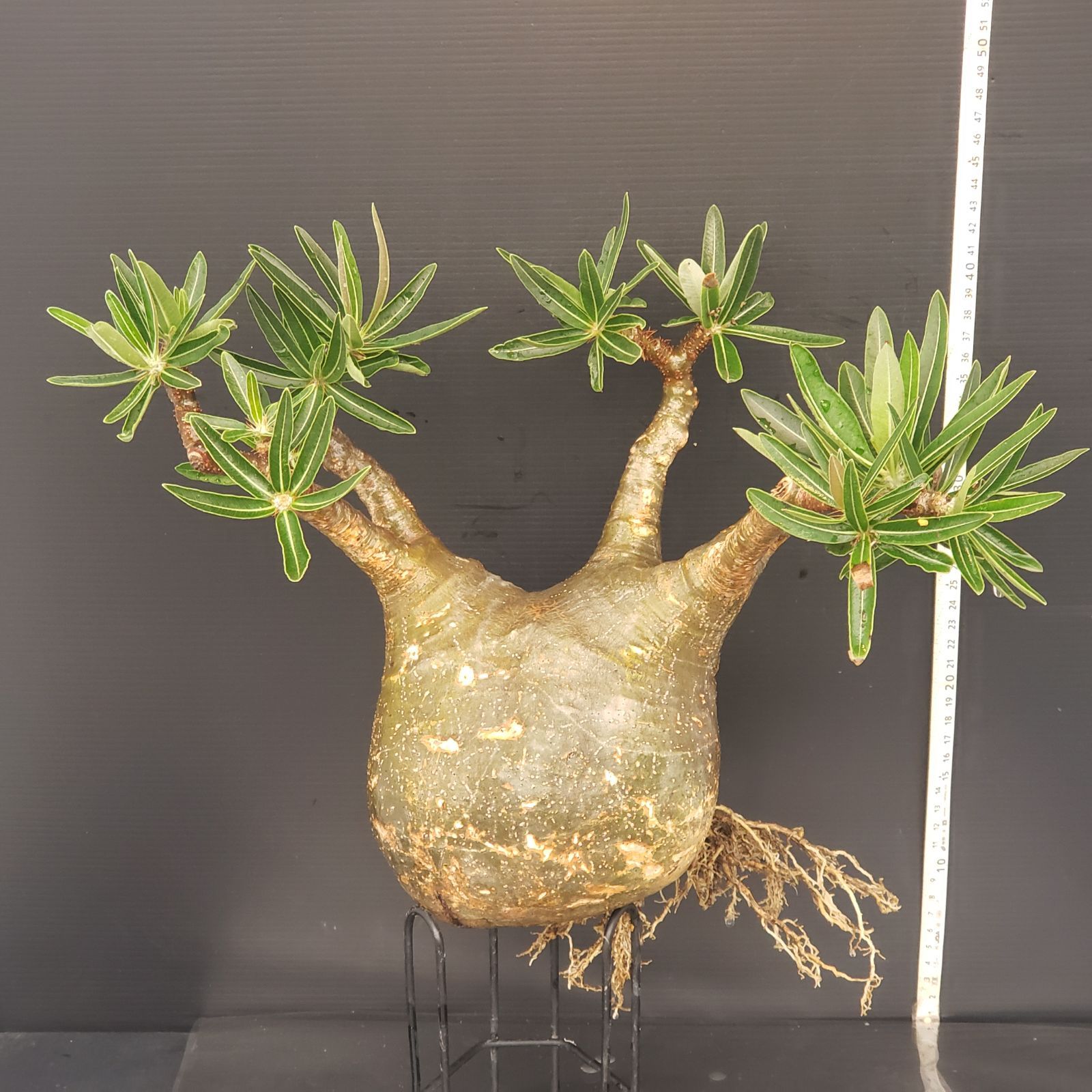 5127 「玄人向け」パキポディウム グラキリス 抜き苗 【gracilius・根