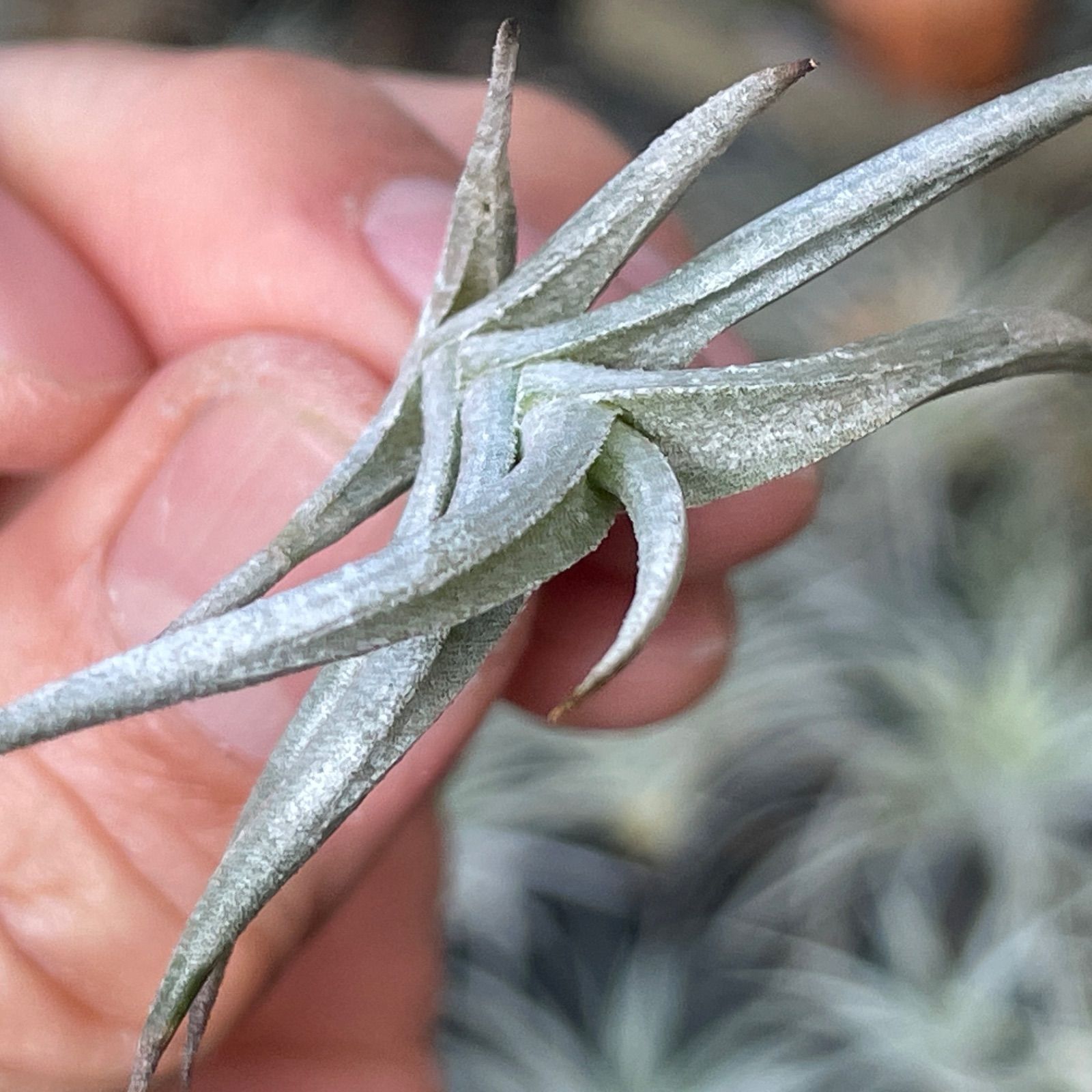 Tillandsia ヒルタ Tillandsia Hawaiian Monarch. (capitata orange form x