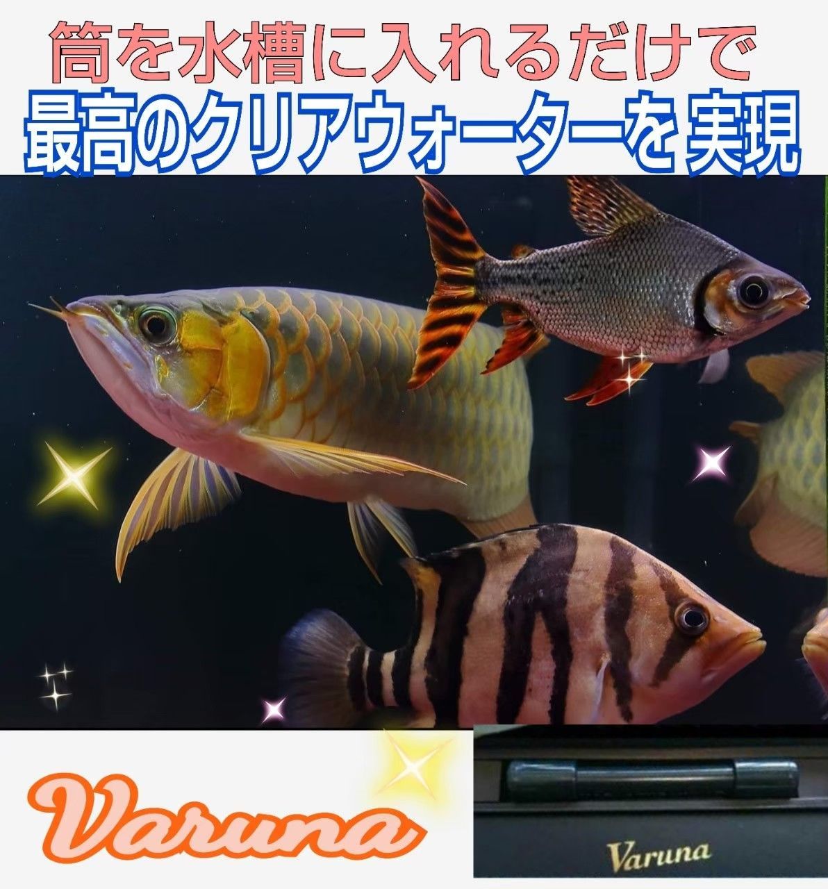 アロワナ飼育者が絶賛！水槽の水が半永久的に綺麗に【ヴァルナ】魚の 