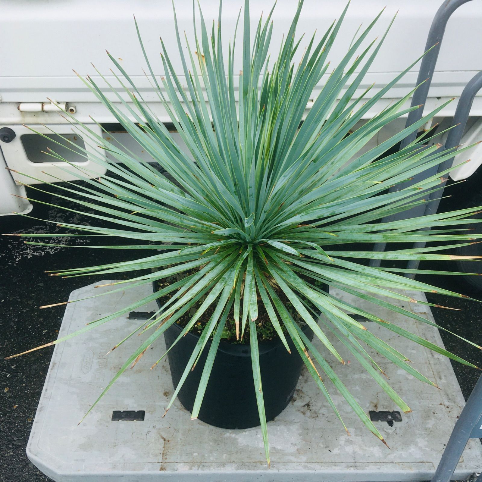 高騰品種・発根済み】ユッカ ロストラータ スーパーシルバー 特選 Yucca Rostrata 