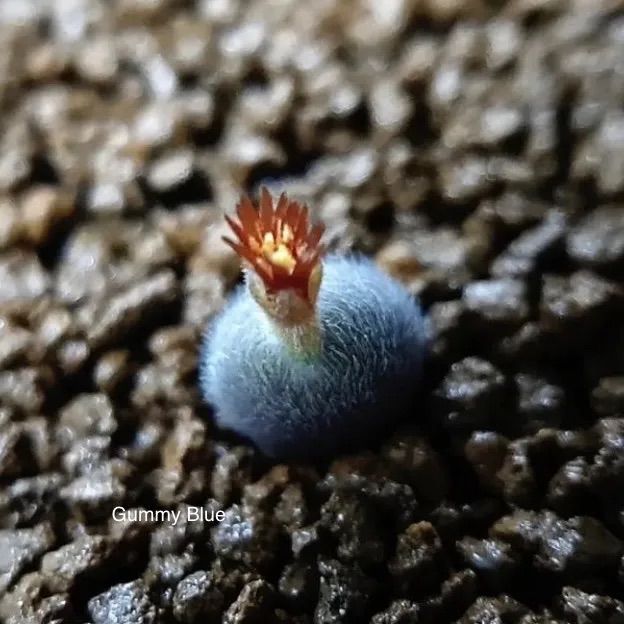 【コノフィツム祭り2019】コノフィツム・ステファニー ssp.ヘルムッチー PVB3265　　　　