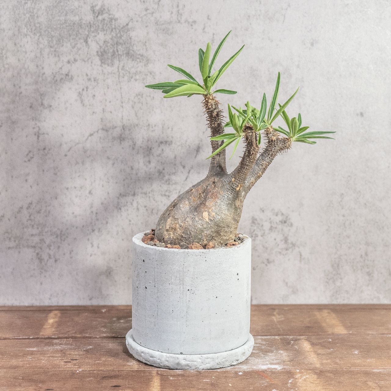 パキポディウム グラキリス｜ゴツゴツ質感が魅力の荒肌株 モルタル鉢仕立て