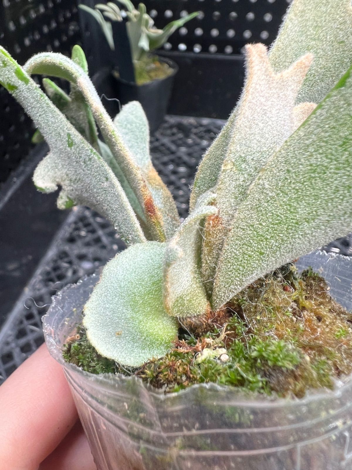 メルカリ便！P. willinckii ’Bacteria’ spore1705 P.willinckii 'Nano' spore 2207 - メルカリ