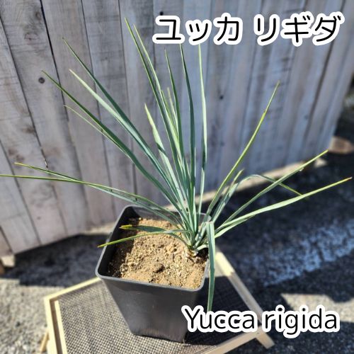 専用出品 特割 ユッカ リギダ (つ) 人気上昇中】【中株サイズ】【鉢ごと発送】ユッカ リギダ Yucca