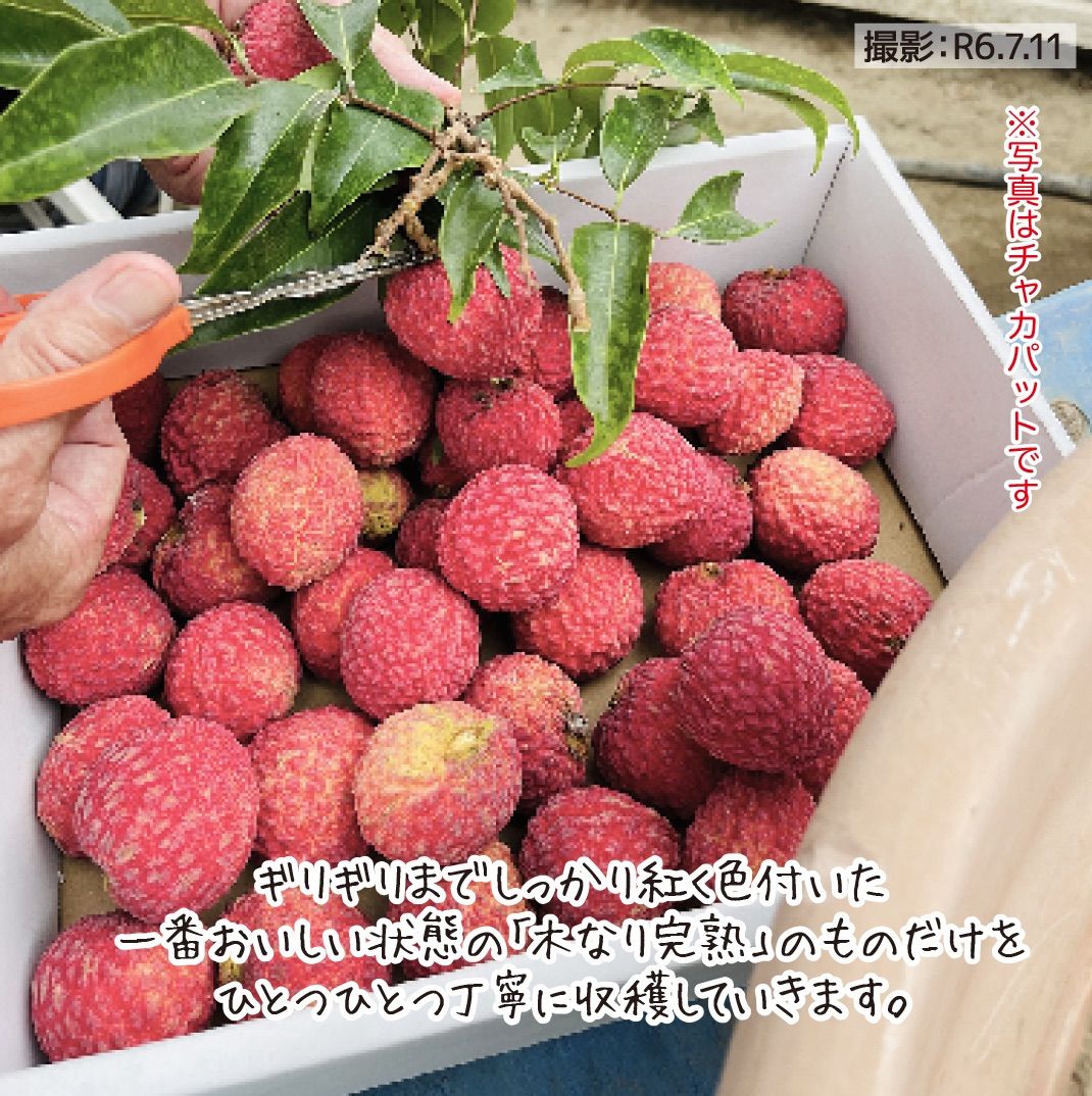完熟みやざき生ライチ クェイメイピンク 希少 国産 宮崎県産 約
