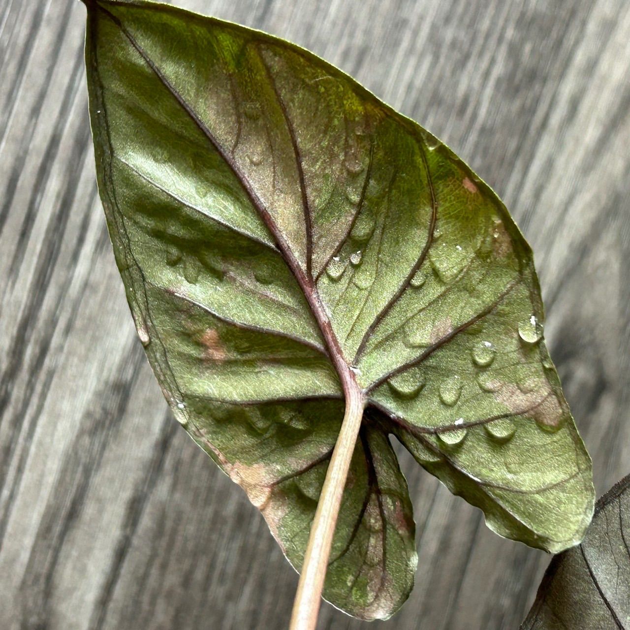 Alocasia serendipity pink variegated アロカシア セレンディピティ ピンク 斑入り - メルカリ