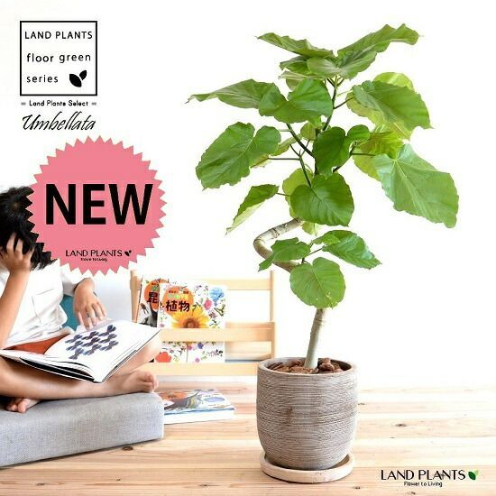 kikko 植木鉢 漣 tamen クラック crack studs 【公式通販】