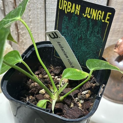 観葉植物 アンスリウム ベイチー 3.5号ロング黒角鉢(個体おまかせ1鉢