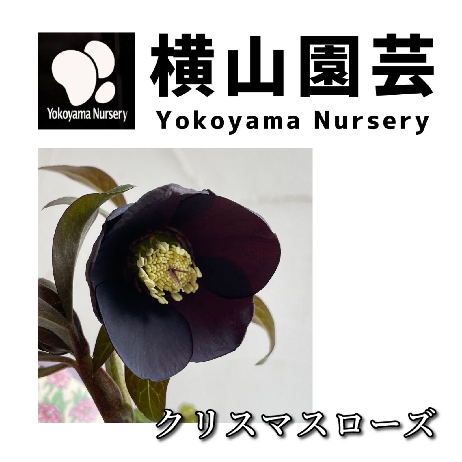 横山園芸】クリスマスローズ 開花株 4.5号ラベル苗【個体番号Y-5