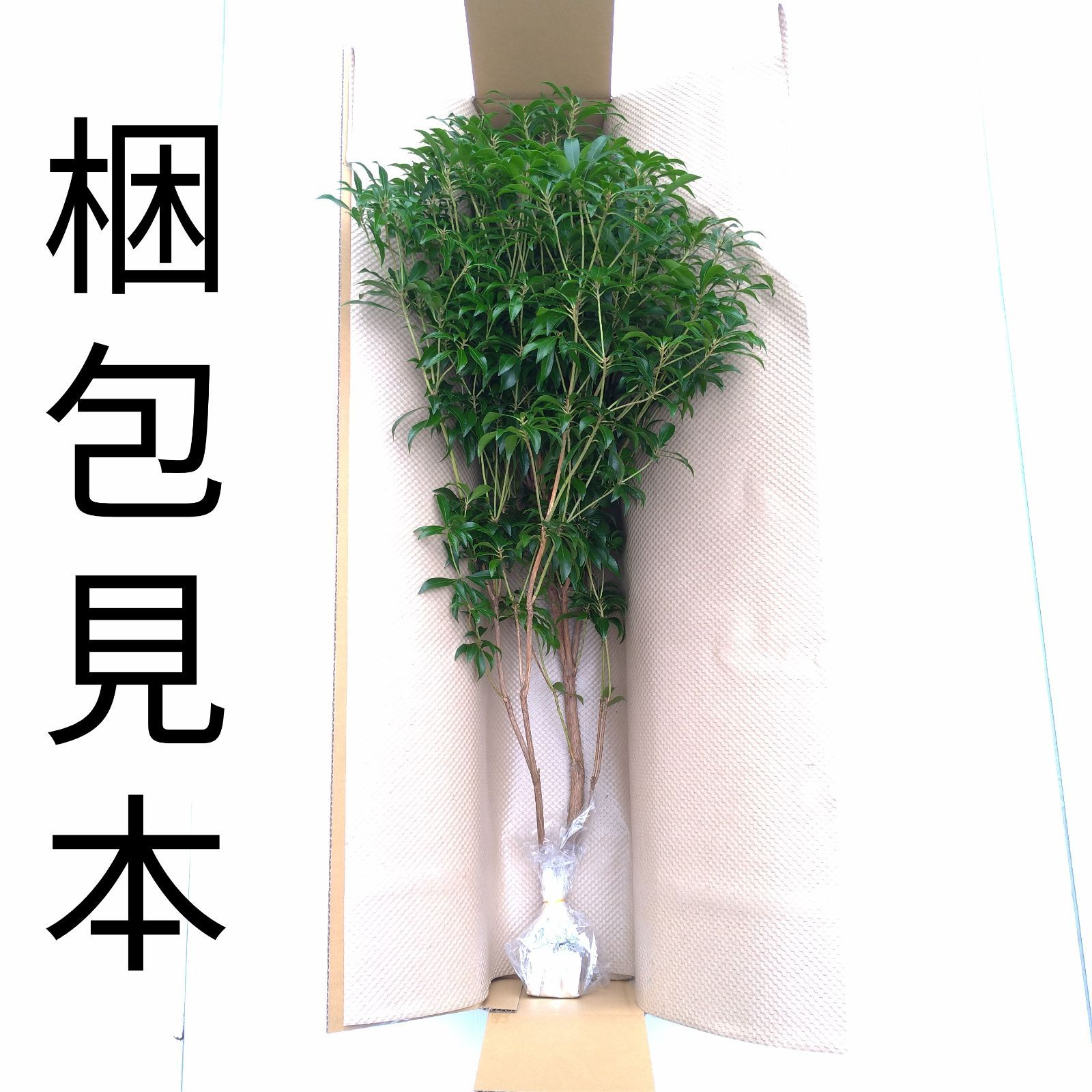 天然無農薬】アセビ90cm - メルカリ