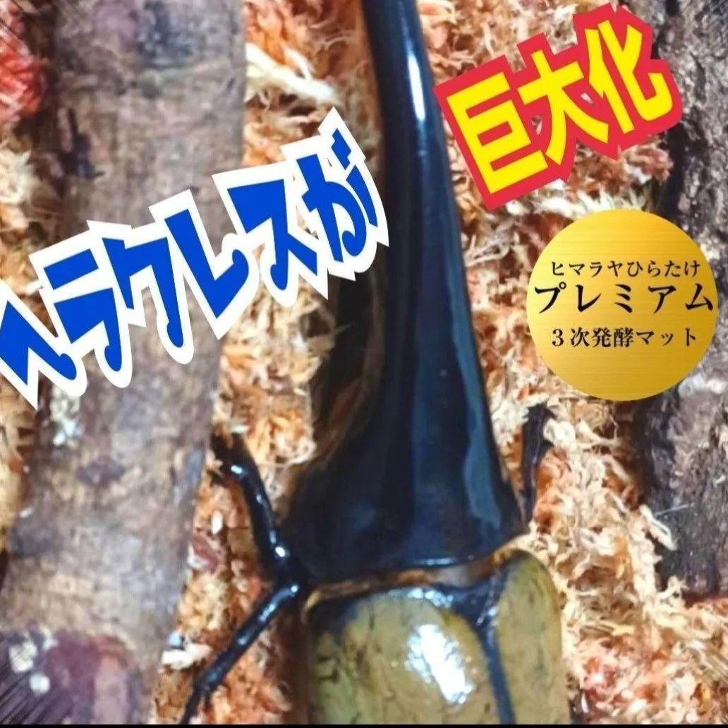 カブトムシ幼虫を入れるだけ！便利です！20リットルボックス入り