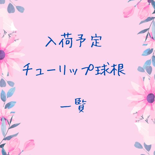 入荷予定♡ チューリップ 球根一覧 原種 チューリップ