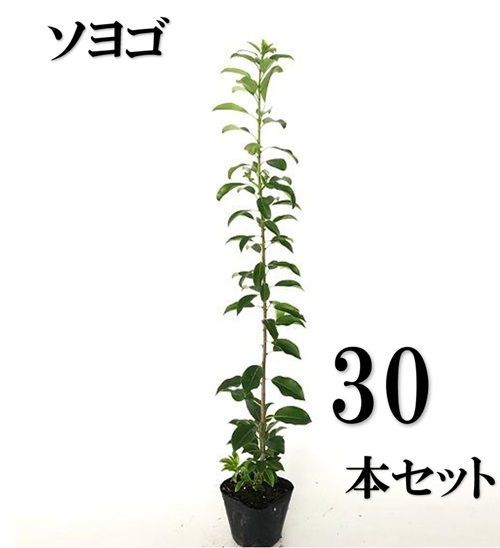 30本セット ソヨゴ樹高0.5m前後10.5cmポット