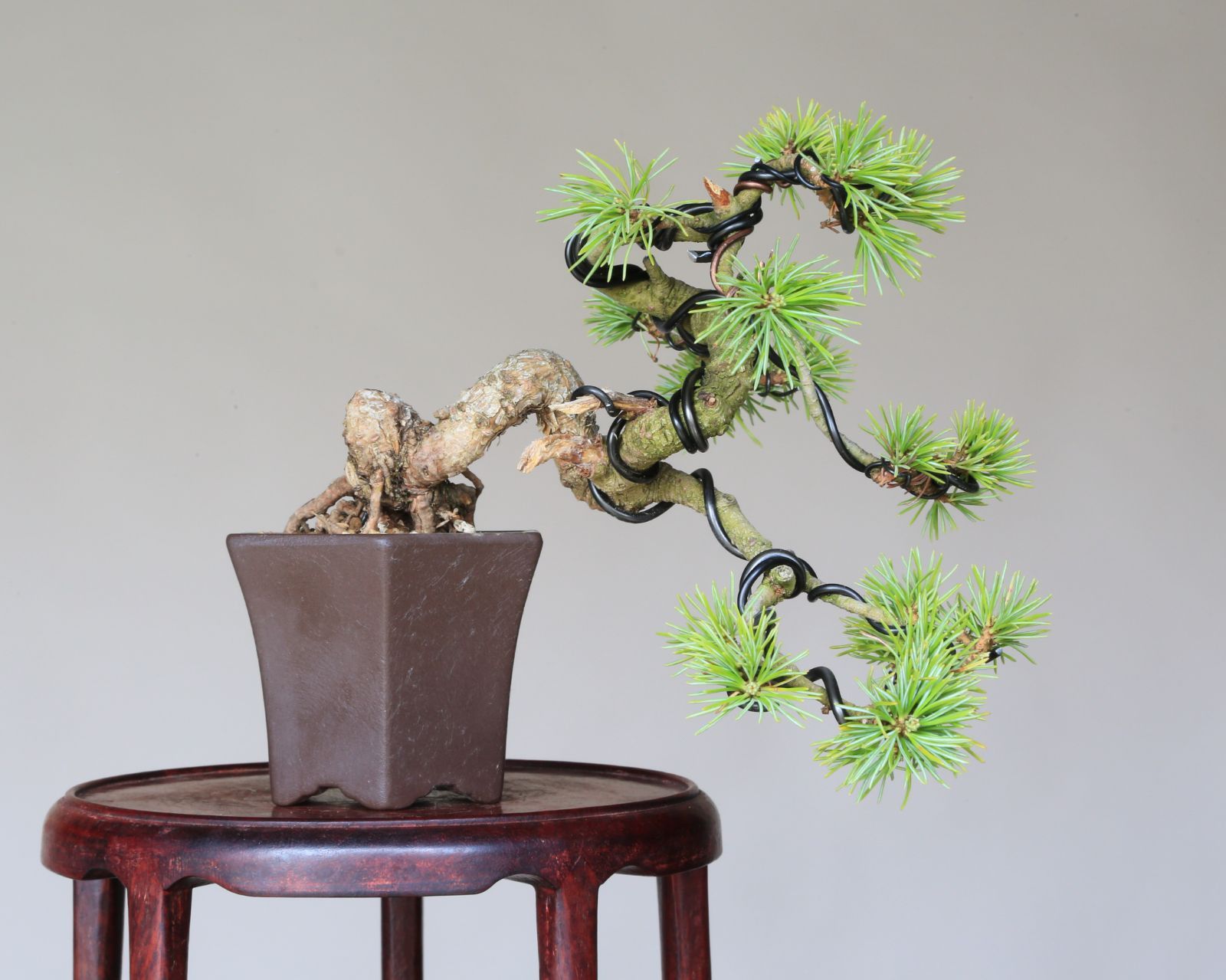 盆栽⑤ 吾妻五葉松【大巓性】ダイテンショウ 実生 根上り 小品盆栽【泰寿園