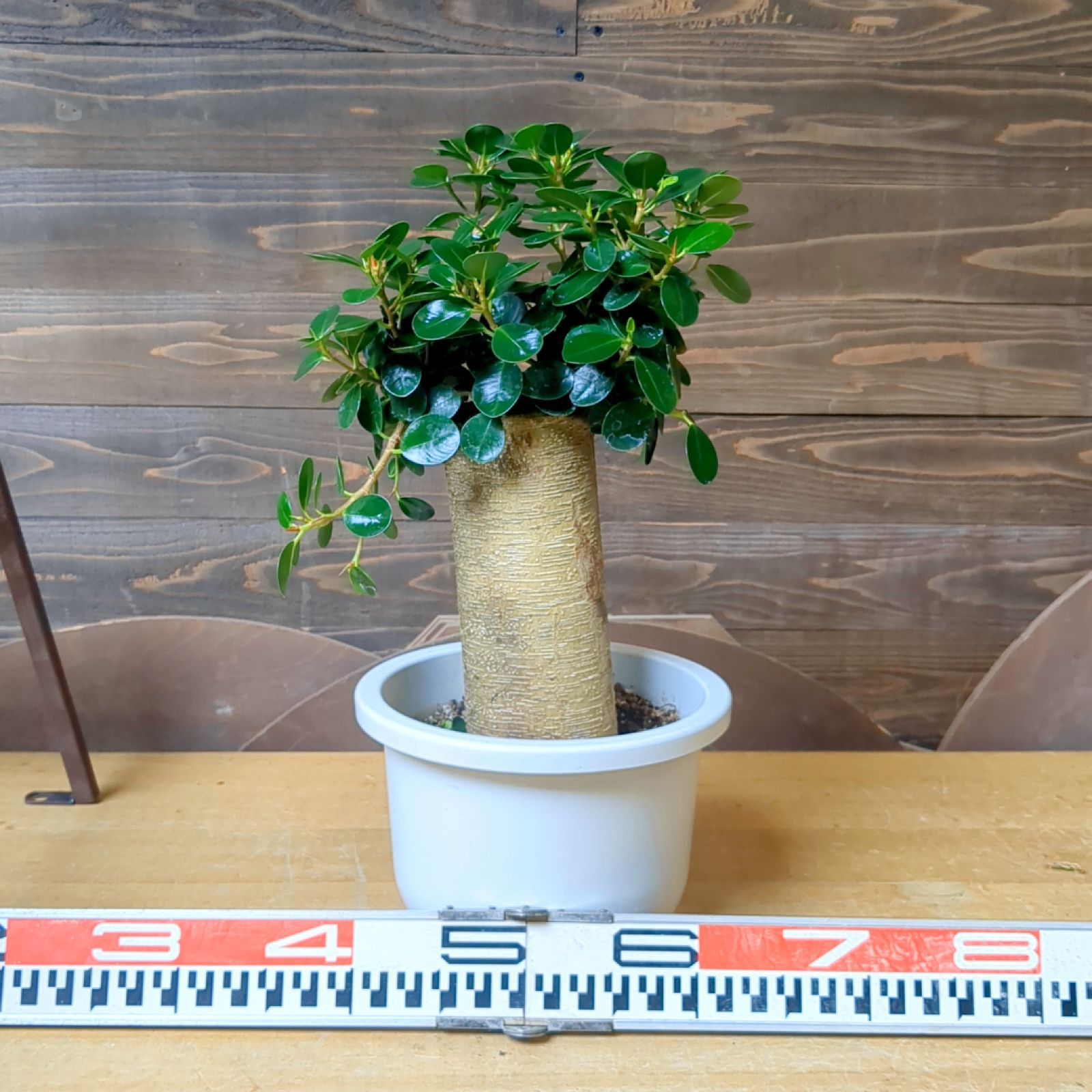 パンダガジュマル【現品】極上幹太 鉢のまま発送 - メルカリ