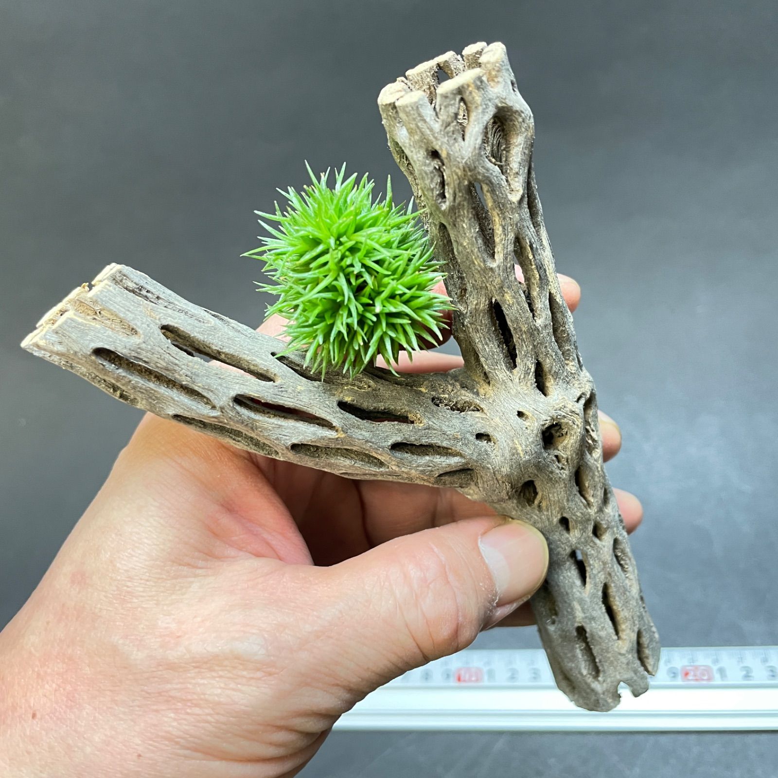 Y枝 : 長さ15×最大幅9×最大φ2.8(cm)＊カクタススケルトン1本 (サボテン