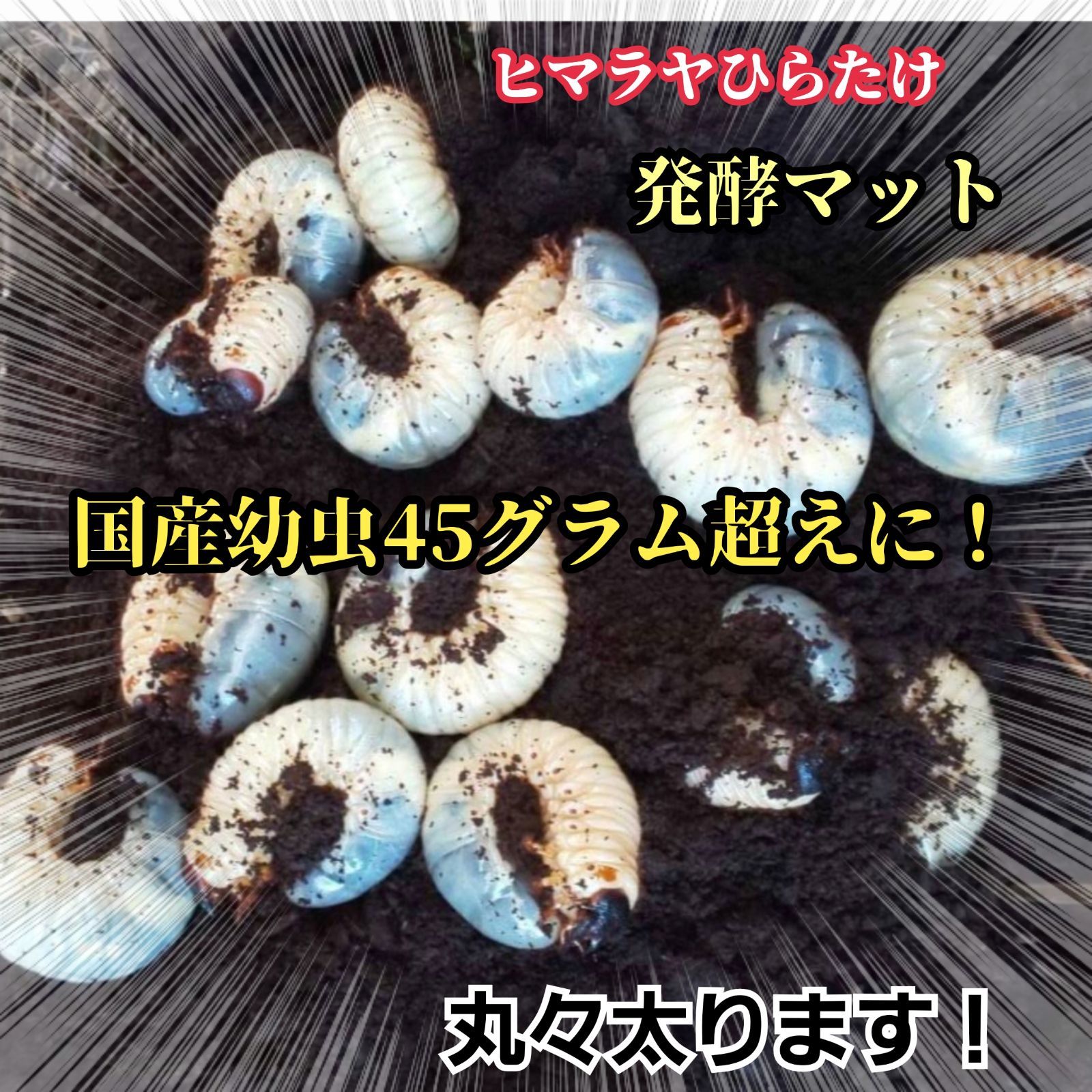 カブトムシ幼虫が大きくなります！発酵マット【たっぷり50リットル】雑虫わきません カブトムシ幼虫が大きくなる！改良版！発酵マット【6袋】コバエ