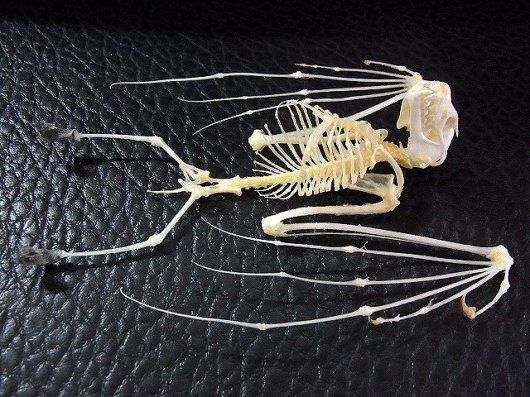 羽を広げた コバナフルーツコウモリの骨格標本 - 頭骨・骨格標本・剥製 