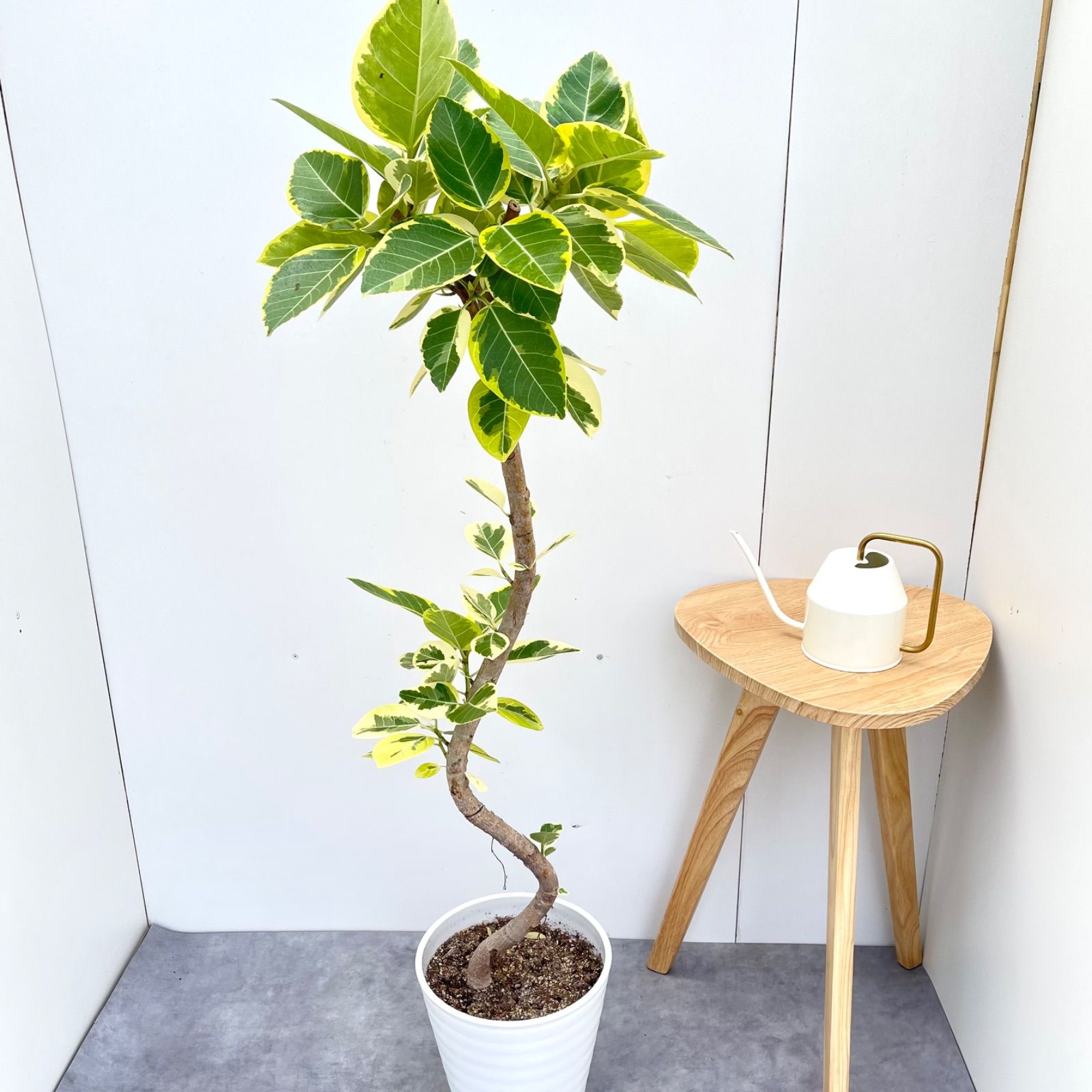 フィカス アルテシマ 曲がり 4 現品 観葉植物 室内 大型