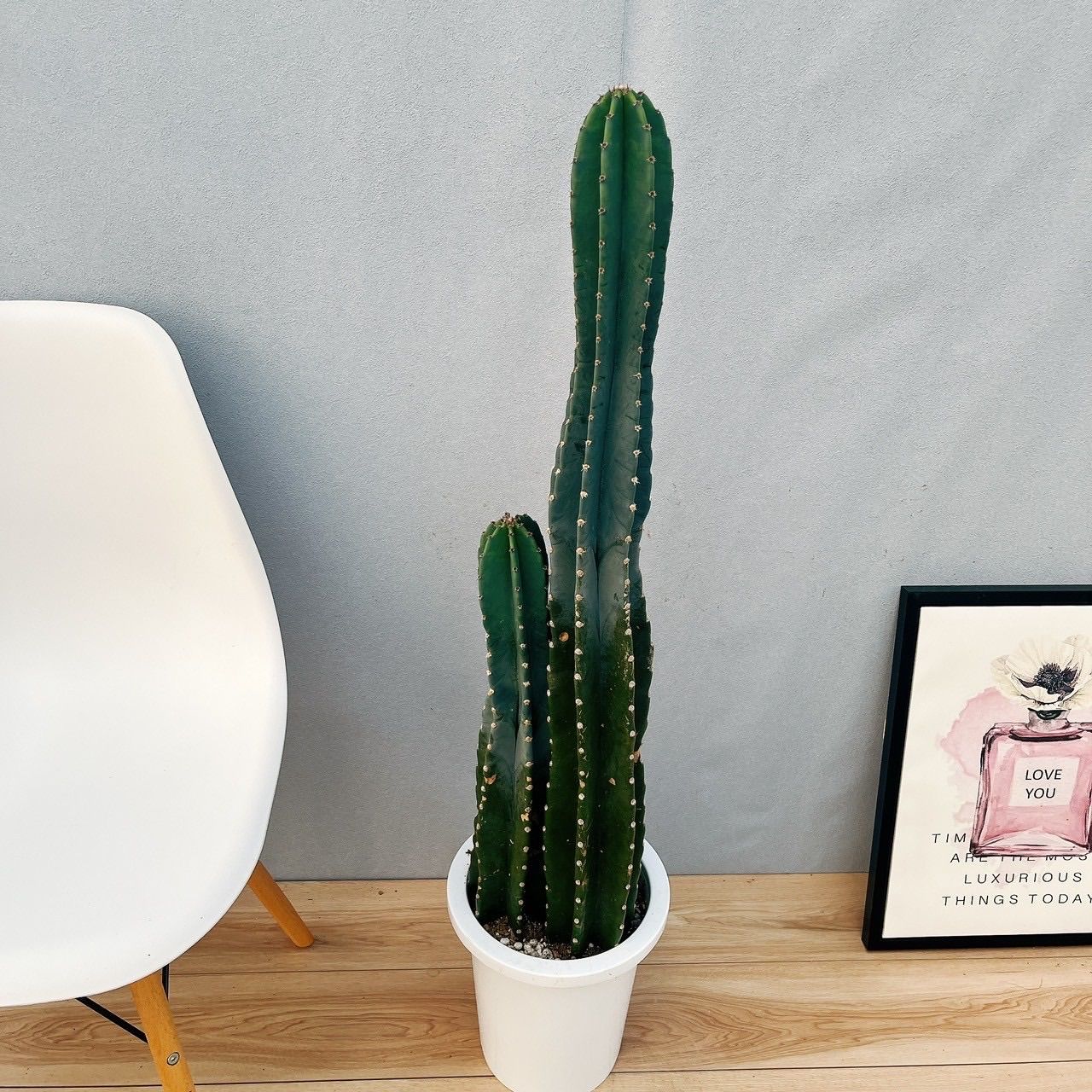 現品］15番 柱サボテン 鬼面角 3本立て 大 8号 観葉植物 大型 棘