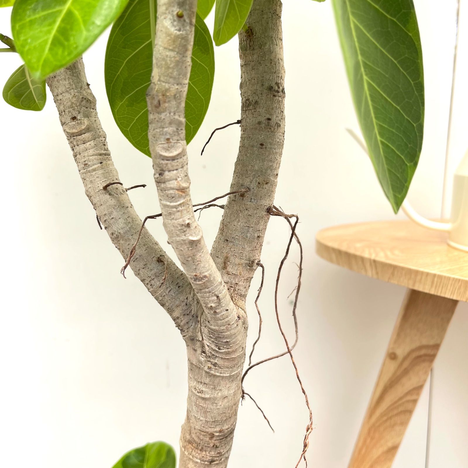 フィカス アルテシマ 曲がり 17【現品】観葉植物 室内 大型
