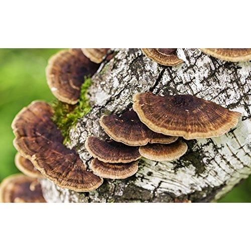 山年園 サルノコシカケ茶 ティーパック 1.5g×20パック 宮崎産 鹿児島県