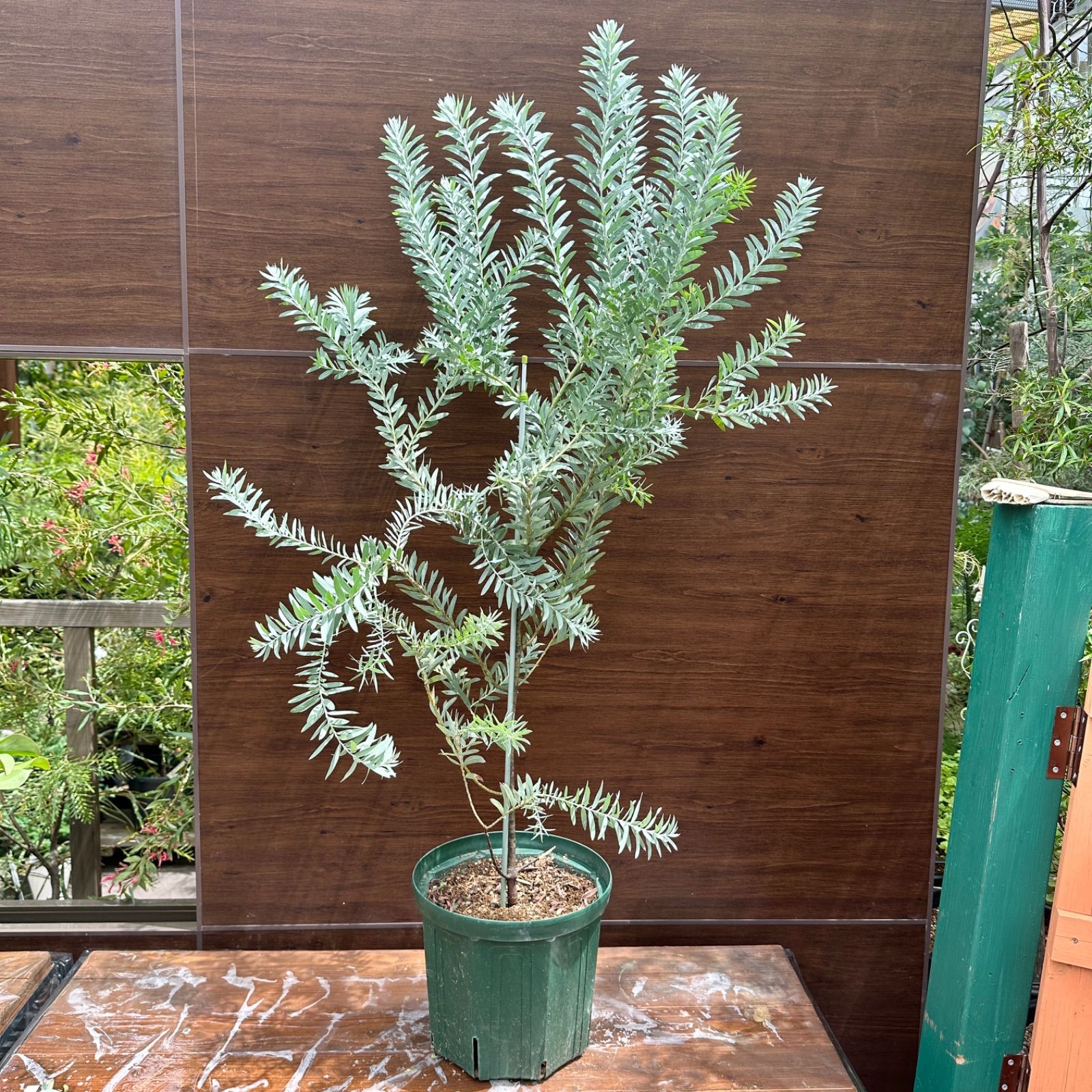 現品 ④ アカシア ブルーブッシュ 9号 オージープランツ 美株 シンボルツリー