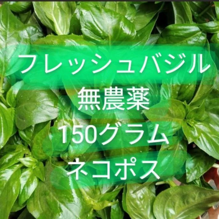 バジル フレッシュ 生バジル 無農薬 熊本県産 採れたて ネコポス 約150g - メルカリ