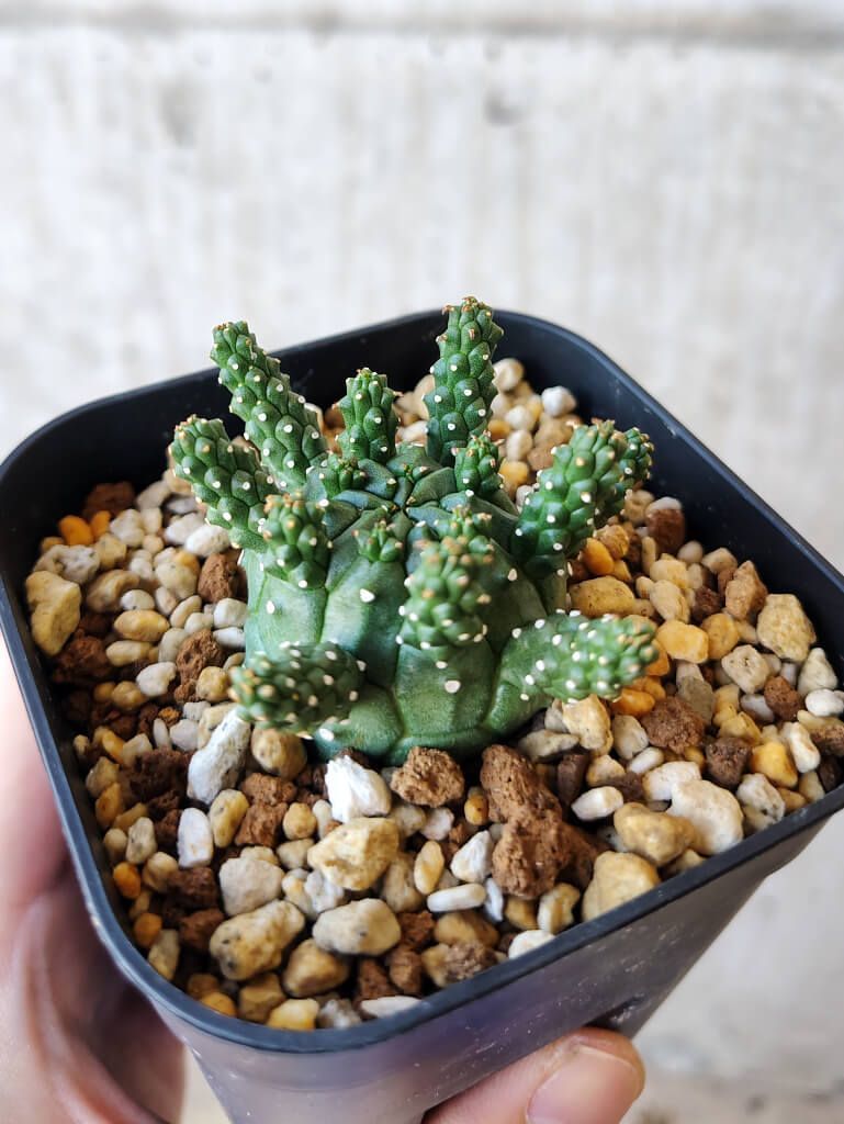 アクチュエータの種類と用途について、事例や市場動向まで Artudatech バキュームアクチュエータ 適用F150 エクスペディション用 トランスファーケースシフトアクチュエーターモータ