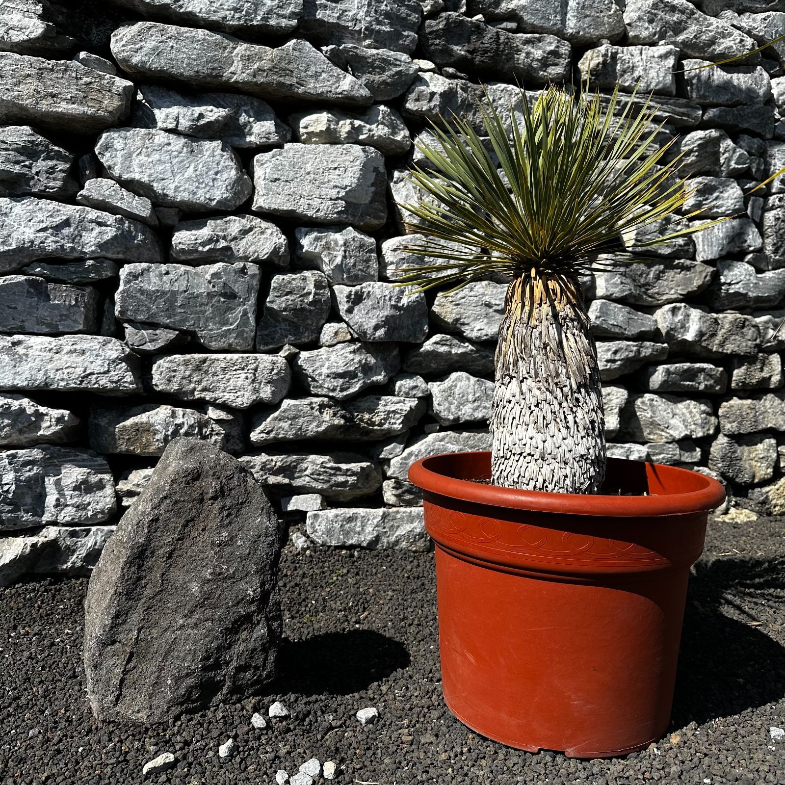ユッカ ロストラータ Yucca rostrata ロック ガーデン 耐寒性 シルバーグリーンのボリューム葉 ユッカ ロストラータ 極耐寒性