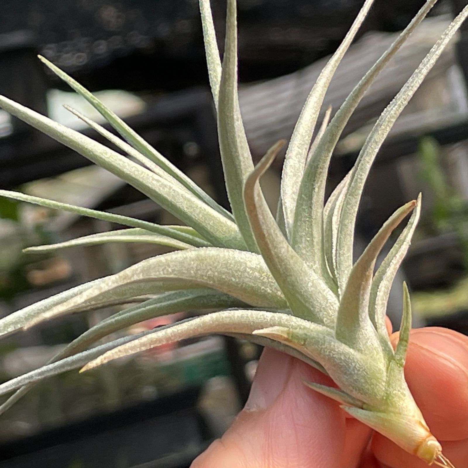 チランジア アエラントス アルバ Tillandsia aeranthos var. alba＊エアプランツ＠フラワーショップ江口 - メルカリ