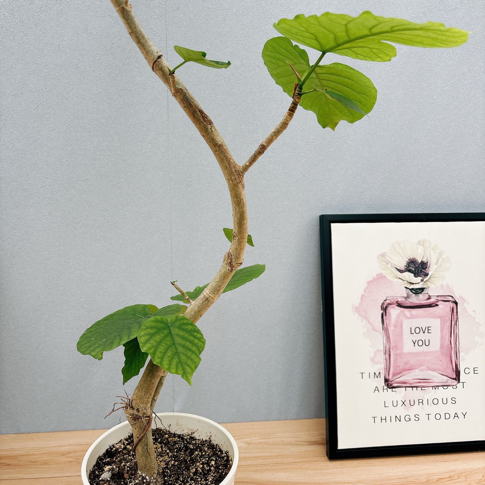 大型 観葉植物 フィカス アルティシマ 曲がり木 現品］4番 大人気