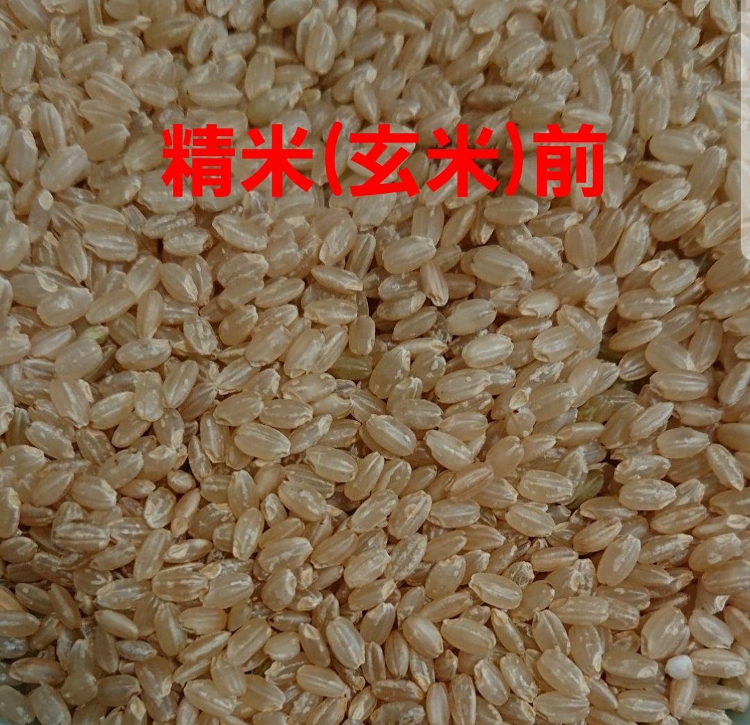 送料込み 令和5年産 高知県産 新米ヒノヒカリ 玄米25㎏(袋込み