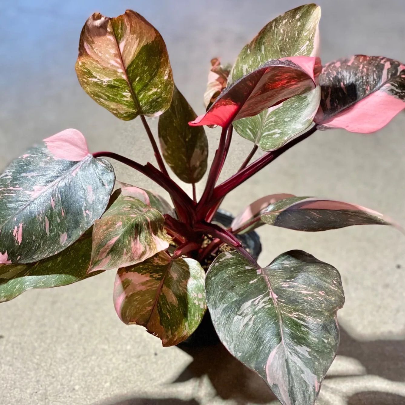 セッコク合計4鉢 瀞月2点 緑輪1点 紀州緑宝1点 おまとめ 第4種郵便