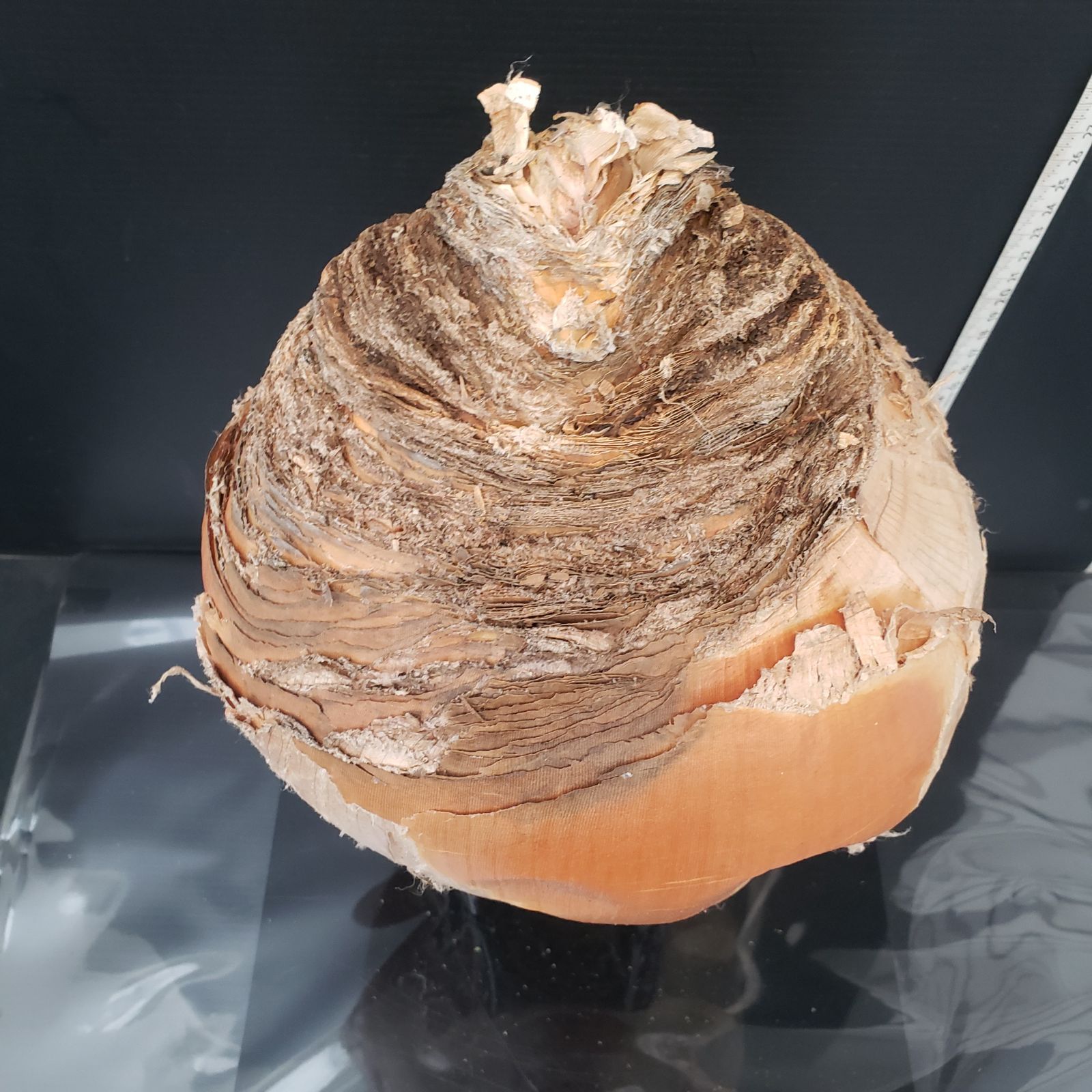 Z403 最新到着 Boophane ハエマンソイデス 現地球 抜き苗 球根植物 ブーファン ハエマンソイデス YUZUMIYA_COM