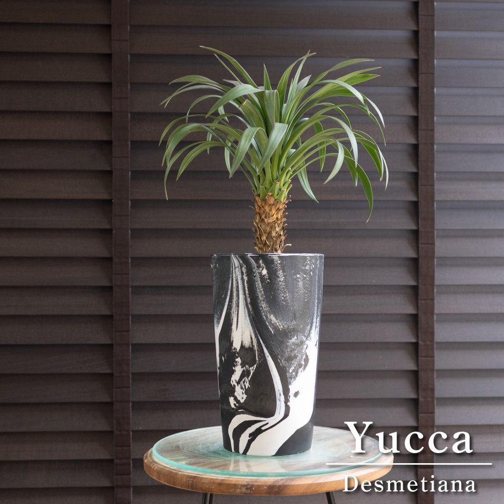 ユッカ デスメティアーナ 4号 マーブル樹脂ロングポット Yucca Desmetiana ヤシ 幹立ち 0614BK