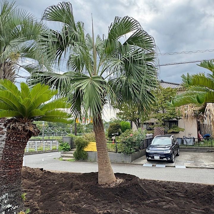 ヤシの木　ビロウ ビロウ】(D-86) 2.5m 645,000円 Sランク - ヤシの木 販売の