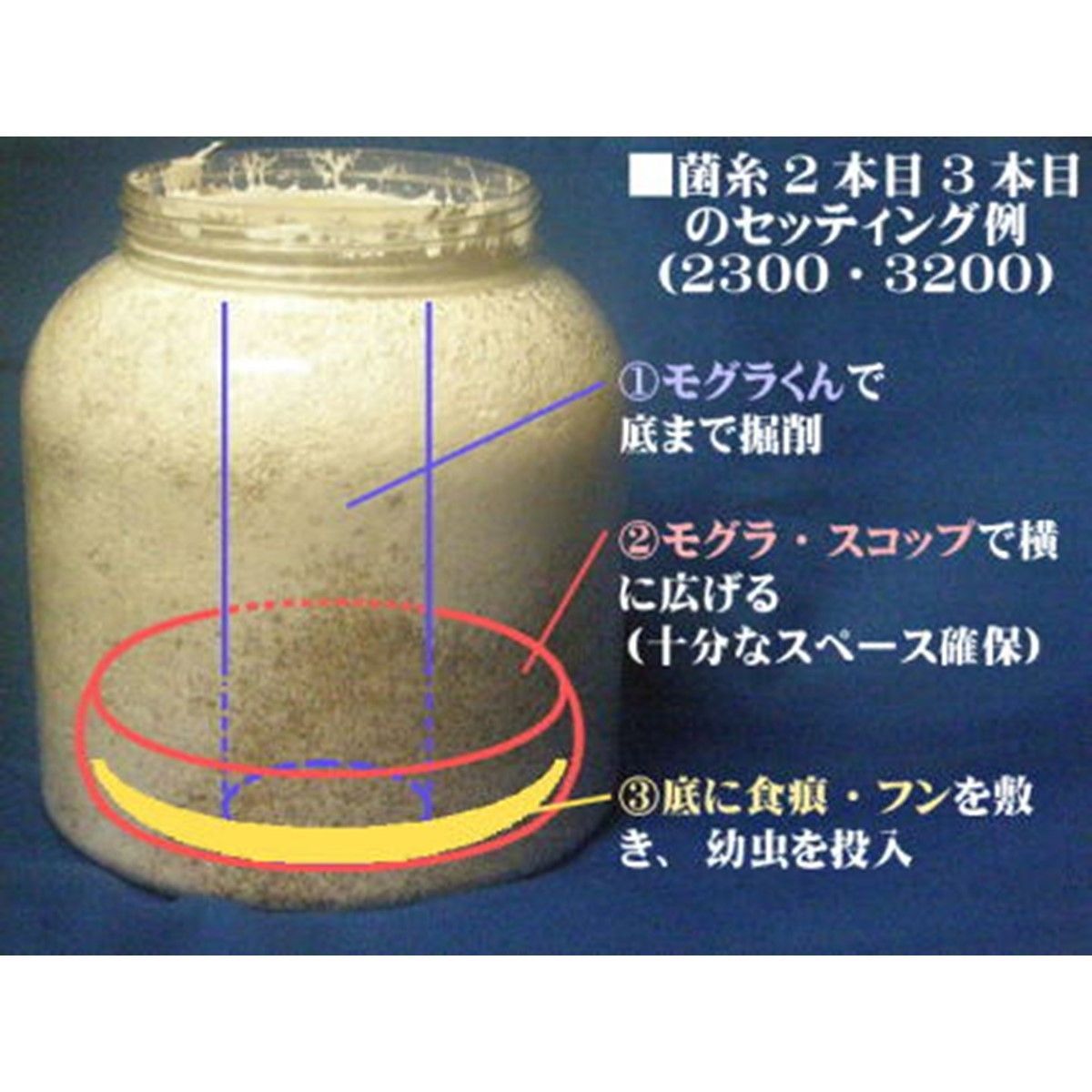 スーパー・モグラ君 ３８ 【DDA】 幼虫体重～２５ｇ DDAスーパー・モグラくん 38&frasl;48 セット 各1本 dda クワガタ 幼虫